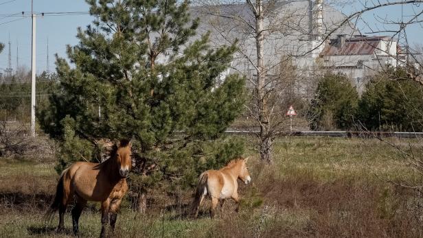 Wildpferde stehen vor dem Kernkraftwerk auf der wilden Weide.