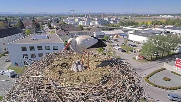 Ein Storch steht mit seinen Jungen im Nest vor einer Stadtlandschaft.