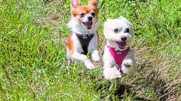 Hunde, Attacke, Quellenstraße, Favoriten