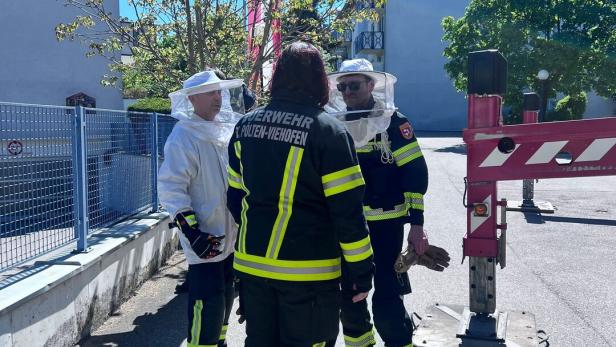 Die Feuerwehr half den Imkern beim Übersiedeln des Bienenschwarms.