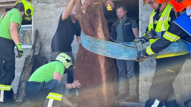Tierbergung: Stier musste aus Schacht befreit werden