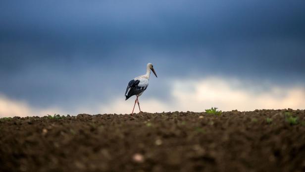 Ein Storch mit weißen und schwarzen Federn steht auf einem braunen Acker unter bewölktem Himmel.
