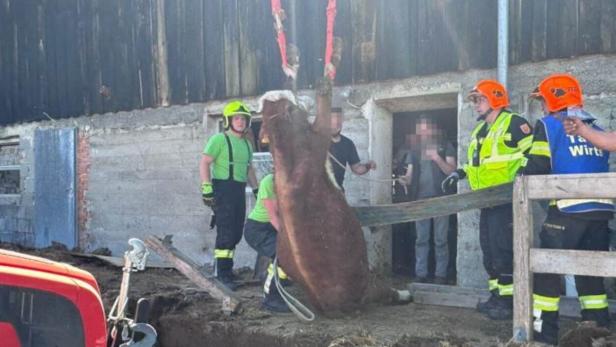 Rettungsaktion für den Jungstier im Bezirk Amstetten.