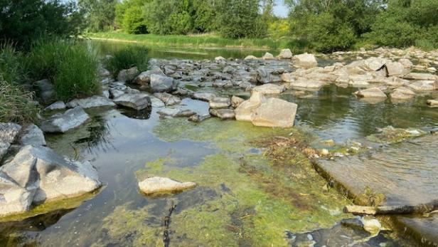 Flacher, steiniger Flussabschnitt mit Algenbewuchs und umliegender grüner Vegetation.