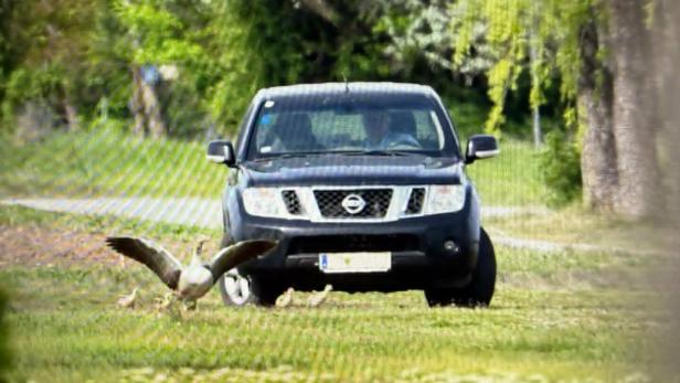 Ein schwarzer Geländewagen fährt auf einer Wiese, davor läuft eine Gans mit ausgebreiteten Flügeln und mehreren Küken.