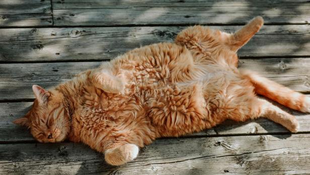 Eine dicke orangefarbene Katze liegt entspannt auf dem Rücken auf Holzdielen im Schatten.
