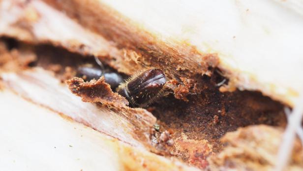 Ein kleiner brauner Käfer mit Borsten sitzt in einem Gang im Holz zwischen Spänen und Holzresten.