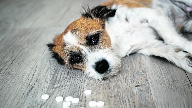 Ein kleiner Hund liegt schlapp am Boden, vor ihm sind Tabletten verstreut.