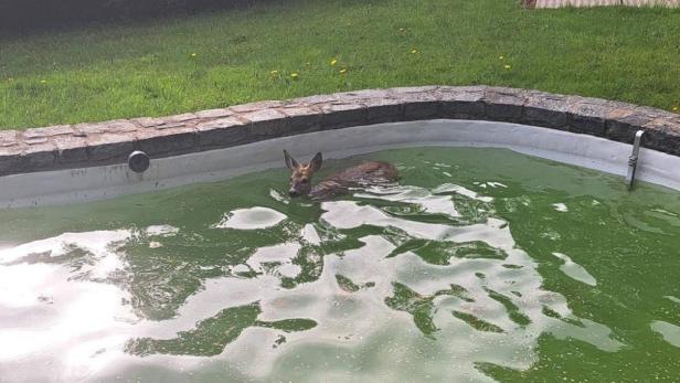 Ein Pool gefüllt mit grünlichem Wasser, in dessen Eck ein kleines Reh zu sehen ist.