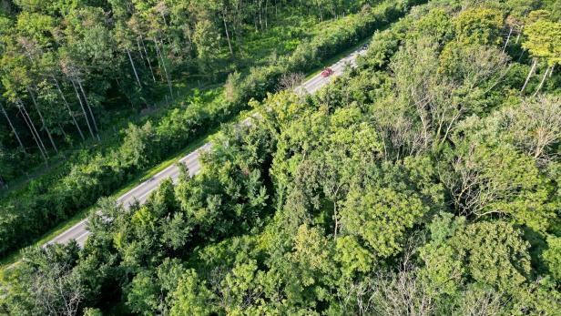 Die heimischen Wälder sind ein Rohstoffschatz, der Klimawandel verlangt aber einen weitreichenden Umbau.