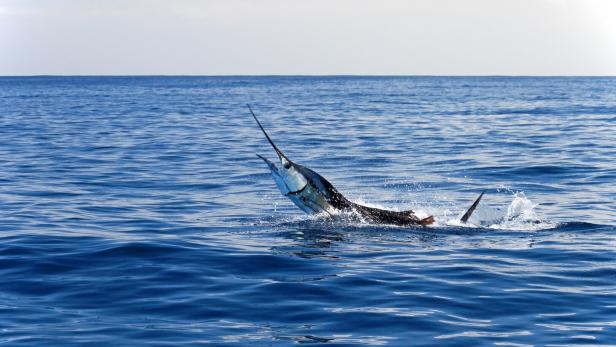 Marlin sailfish, pacific ocean, Costa Rica