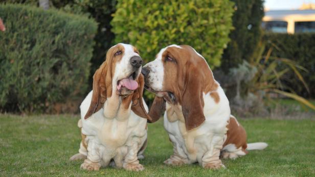 Zwei Basset Hounds mit langen Ohren sitzen nebeneinander auf einer Wiese im Garten.