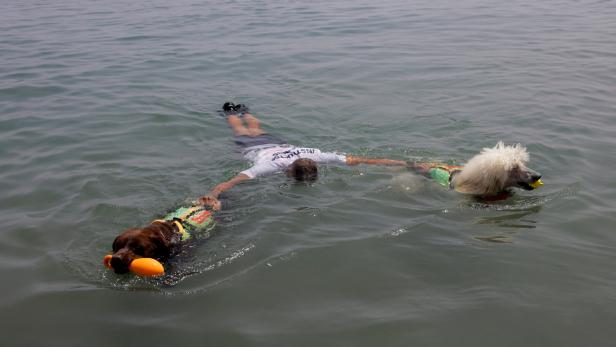 Nilo, a Standard Poodle dog, uncommonly trained to save lives at Las Lindes beach as the latest member added to a dog rescue team, in Torrox