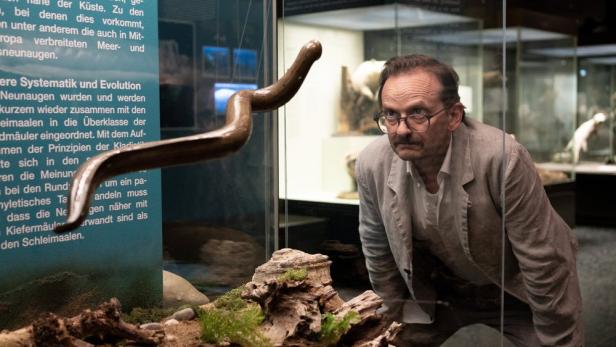 Mann blick in Naturkundemuseum auf ein schlangenartiges Exponat