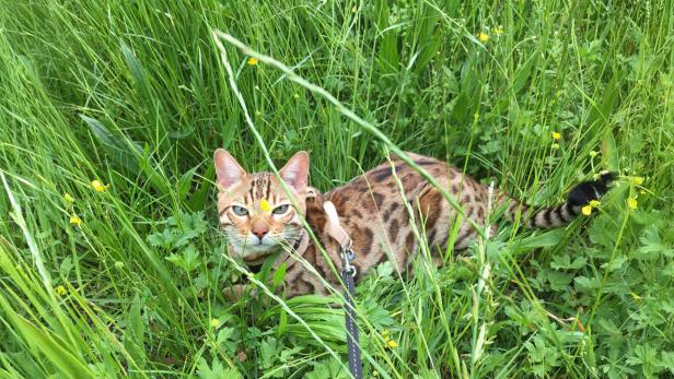 Bengalkatze mit Geschirr und Leine liegt im hohen, grünen Gras mit gelben Blüten.