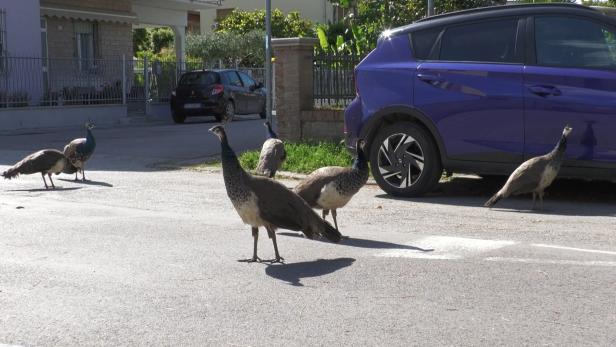 ITALY-ANIMAL-PEACOCK