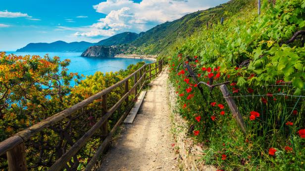Flowery hiking path in the vineyard, Manarola, Liguria, Italy