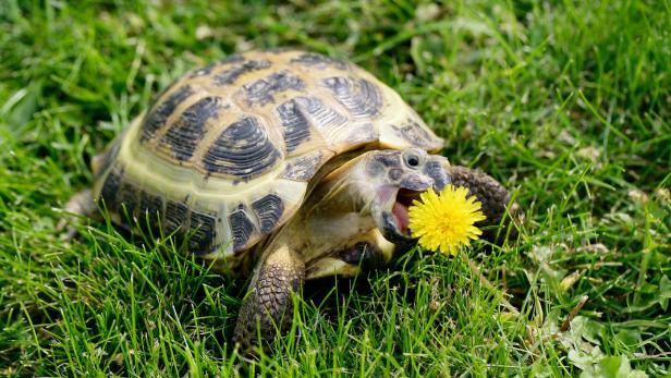 Eine Schildkröte in der Wiese frisst Löwenzahn.