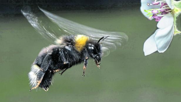 Eine Grubenhummel schwirrt vor einer weißen Blüte.