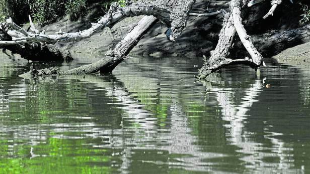 ++ THEMENBILD ++ NATUR / UMWELT / KLIMA - PRESSEFAHRT NHM/NATIONALPARK DONAU-AUEN