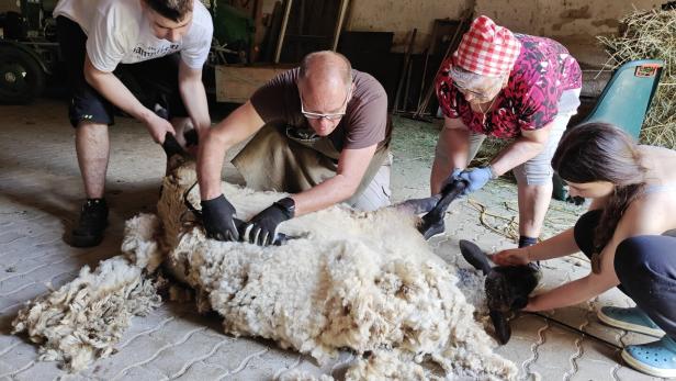 Vier Personen scheren gemeinsam ein Schaf, das auf dem Boden liegt, und halten es dabei fest.