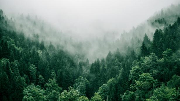 Fotos von dichtem Wald bei Nebel