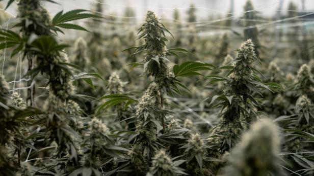 FILE PHOTO: Denver during the annual but informal cannabis holiday, 4/20 (four-twenty)