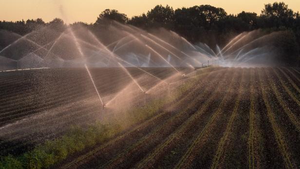 Mehrere Sprinkler bewässern ein großes, in Reihen bepflanztes Feld bei Sonnenuntergang.
