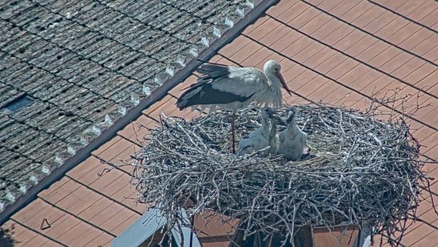 Ein Storch steht in einem großen Nest auf einem Dach und füttert drei Küken.