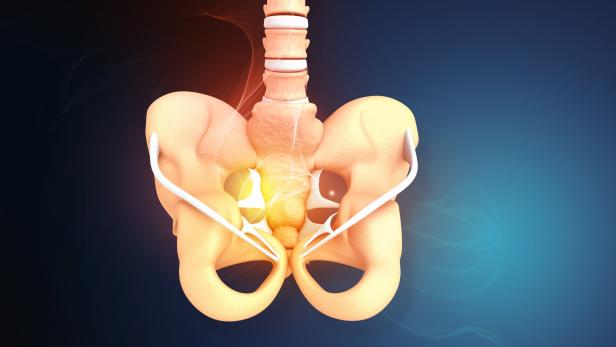 Human hip, pelvis anatomy