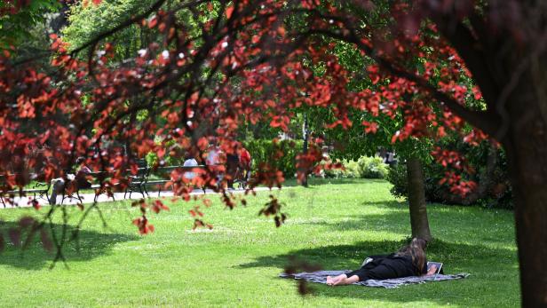 Eine Person liegt auf einer Decke unter einem Baum mit roten Blättern und schaut auf einen Laptop im Park.