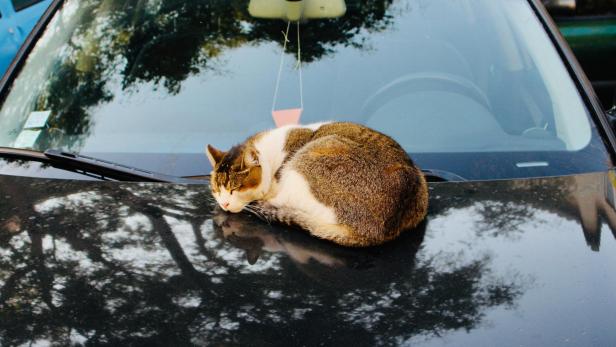 Katze tagsüber auf einem Auto