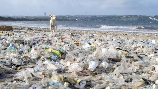 Ein Hund steht an einem stark mit Plastikmüll verschmutzten Strand vor dem Meer.