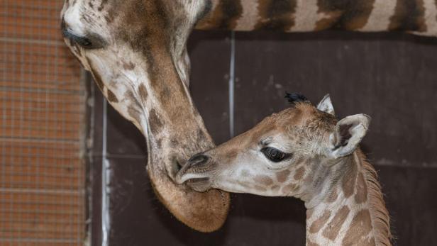 Giraffenbaby mit Giraffenmutter