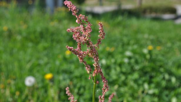 Ein Stängel mit kleinen rosa Blüten steht vor unscharfem grünen Gras und vereinzelten gelben Blüten.