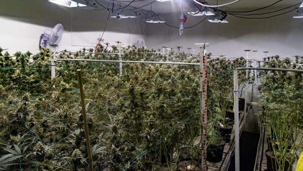 Viele Cannabispflanzen wachsen in Töpfen unter künstlicher Beleuchtung in einem Indoor-Gewächshaus.