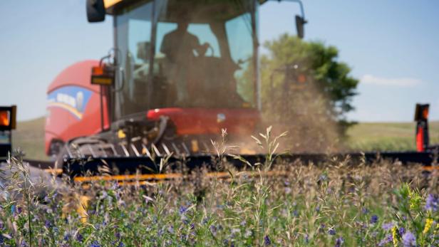 Traktor mäht eine blühende Wiese bei sonnigem Wetter.