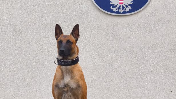 Polizeihund
