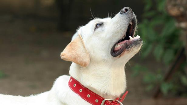Hund mit rotem Halsband blickt nach oben und hat das Maul geöffnet.