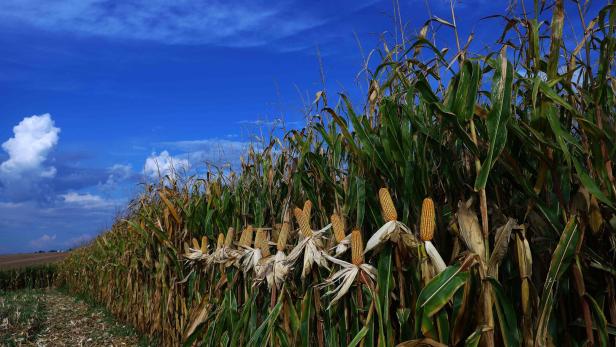 BRAZIL-AGRICULTURE-HARVEST-CORN