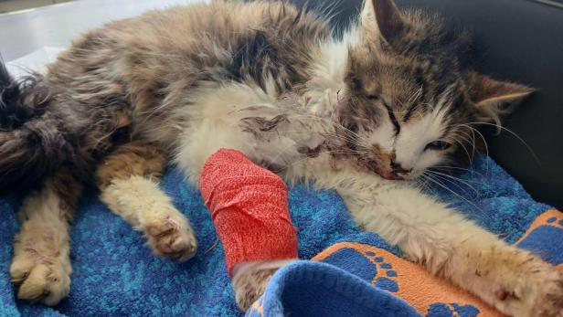 Verletzte, erschöpfte Katze mit Verband an der Vorderpfote liegt auf einer bunten Decke und wirkt schwach.