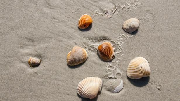 Muscheln und feiner Sand liegen auf einem sonnigen Strand.