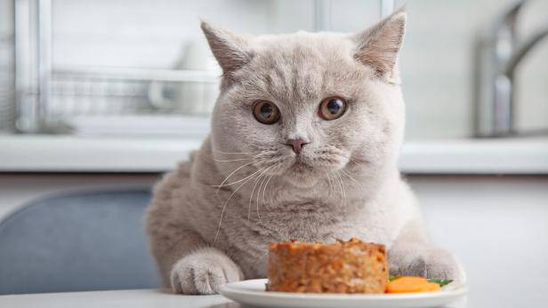 Eine dicke weiße Katze sitzt vor ihrem Futter.