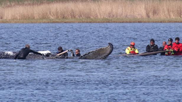 FILES-GERMANY-ANIMAL-WHALE-RESCUE