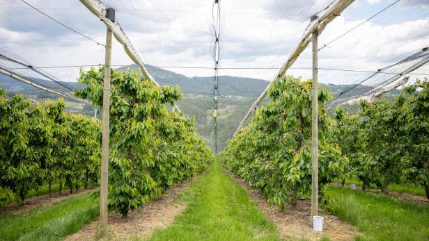 Reihen von Obstbäumen wachsen unter einem schützenden Netz auf einer Plantage mit Blick auf grüne Hügel.