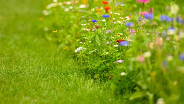 Colorful Wildflowers Blooming In Summer.