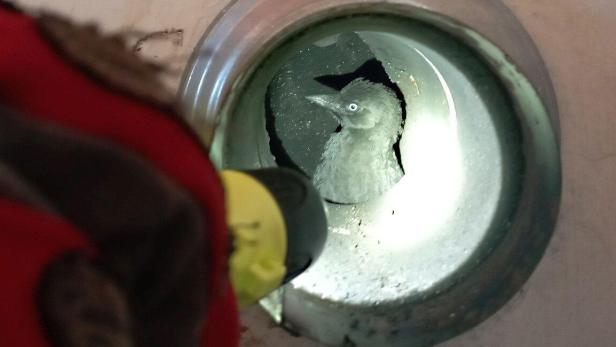 Ein Vogel sitzt in einem Metallrohr, das von einer Person mit einer Taschenlampe beleuchtet wird.