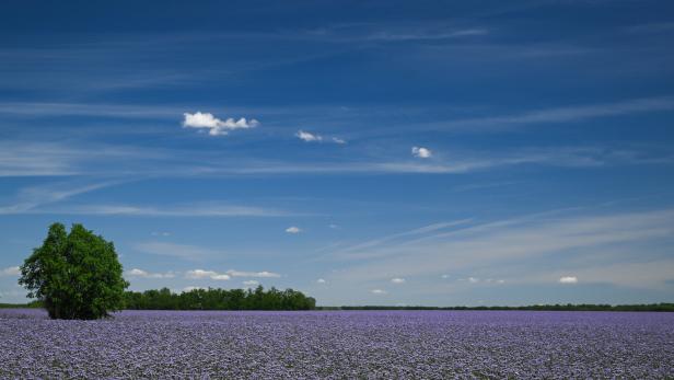Flowers bloom in Hajduszoboszlo