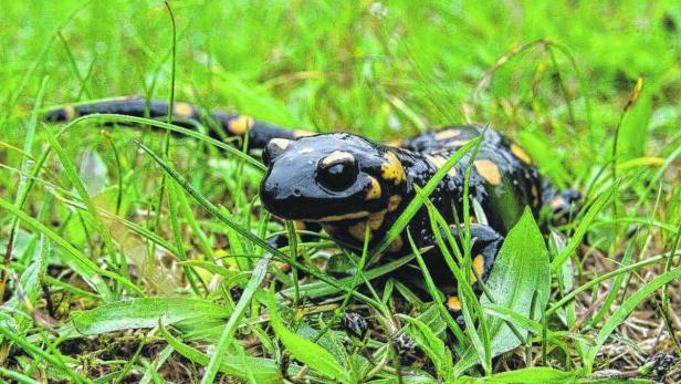 EU will Naturschutzflächen im Land verdreifachen