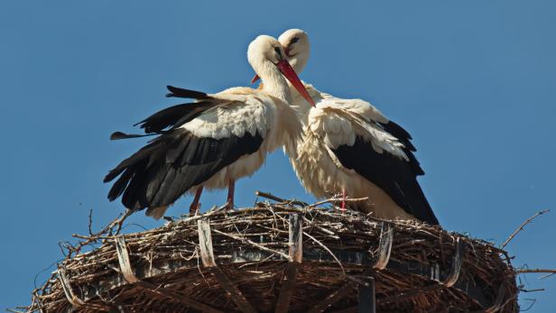 White storks on the nest in Rust, Burgenland, Austria, Europe